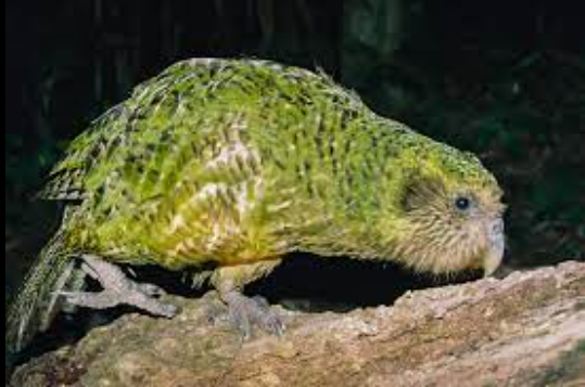 The Kakapo: New Zealand’s Nocturnal, Flightless Parrot – A Conservation Marvel