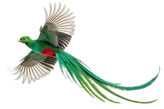 The Resplendent Quetzal: Jewel of the Cloud Forest and Symbol of Freedom