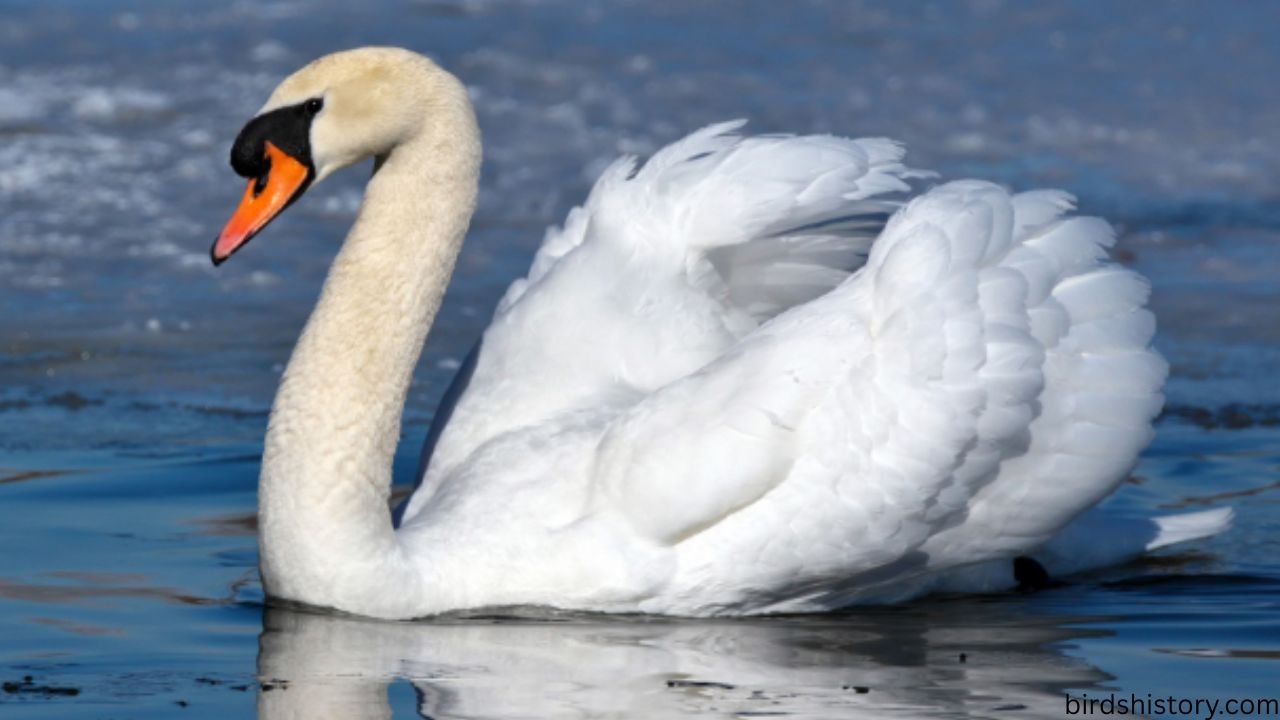 The Mute Swan