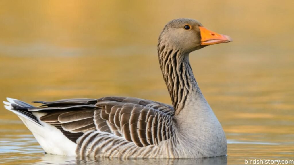 Greylag Goose