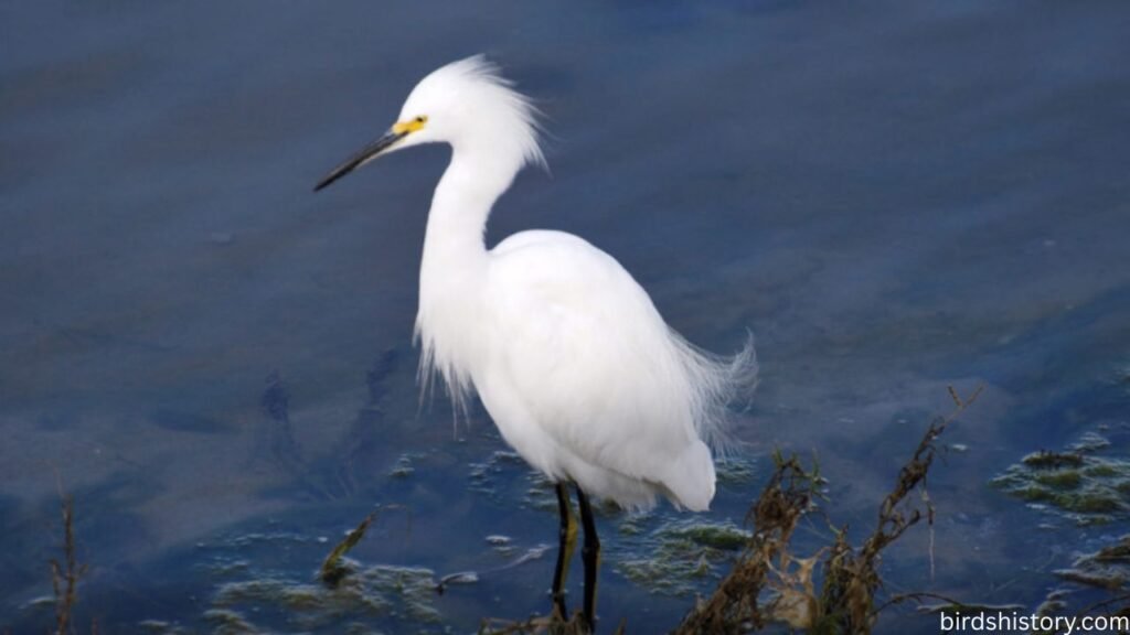Snowy Egret