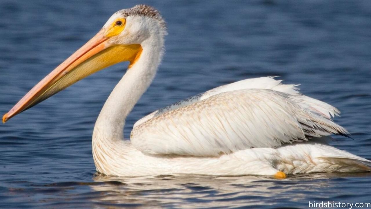 The American White Pelican