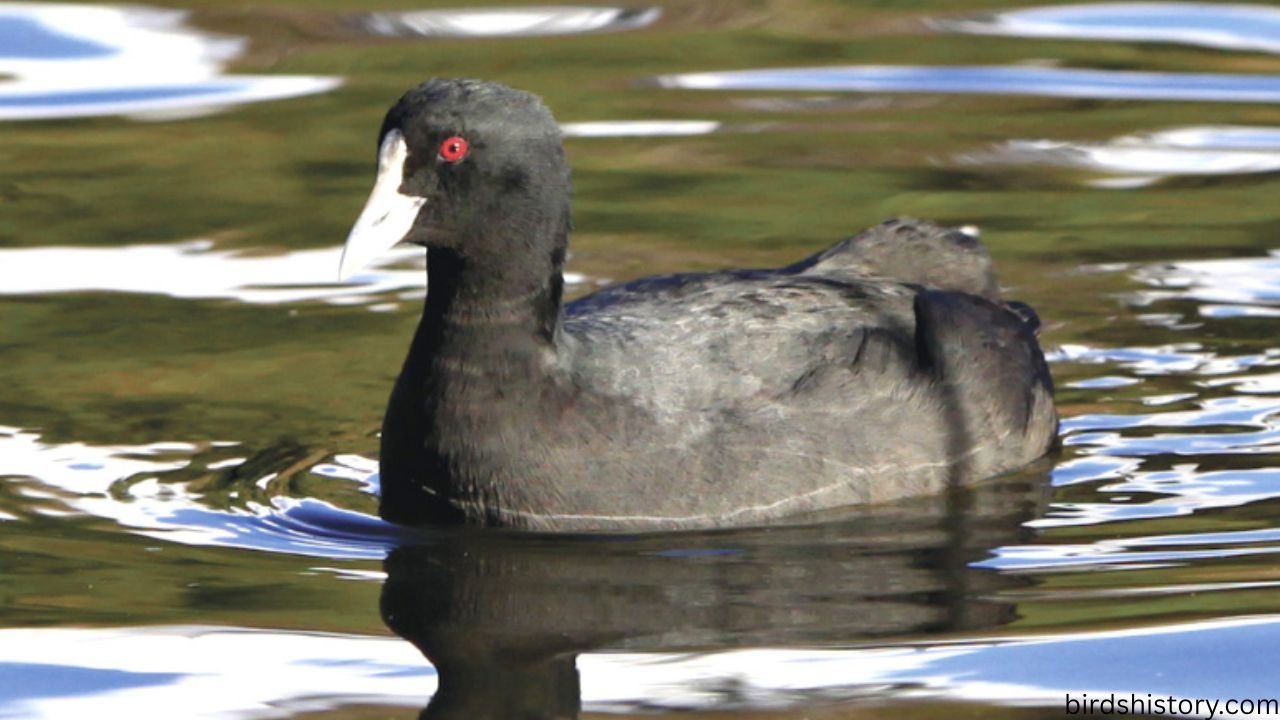 The Eurasian Coot