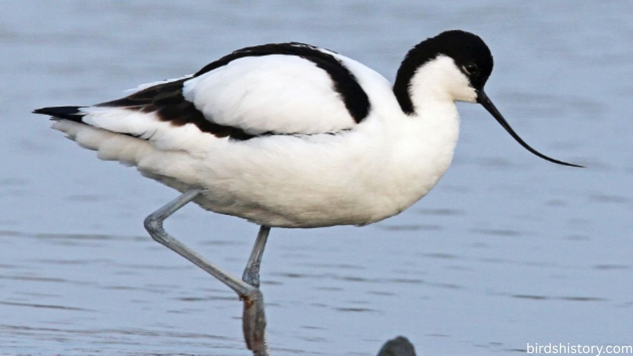 Pied Avocet