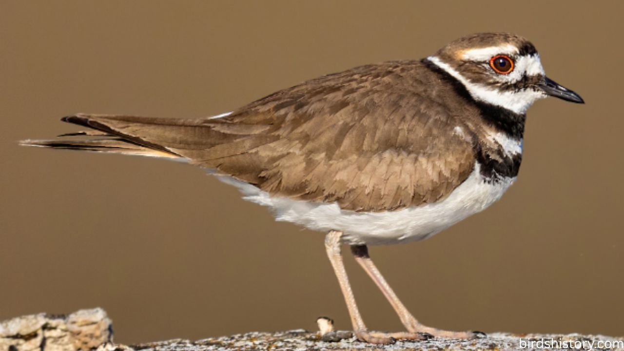Killdeer