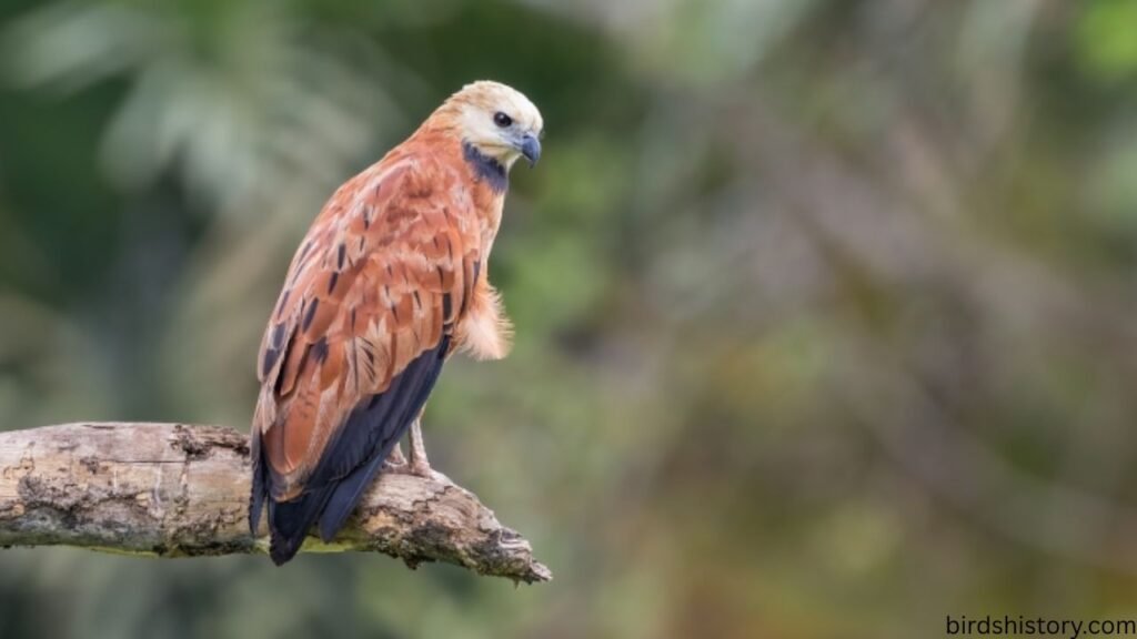 The Black Collared Hawk