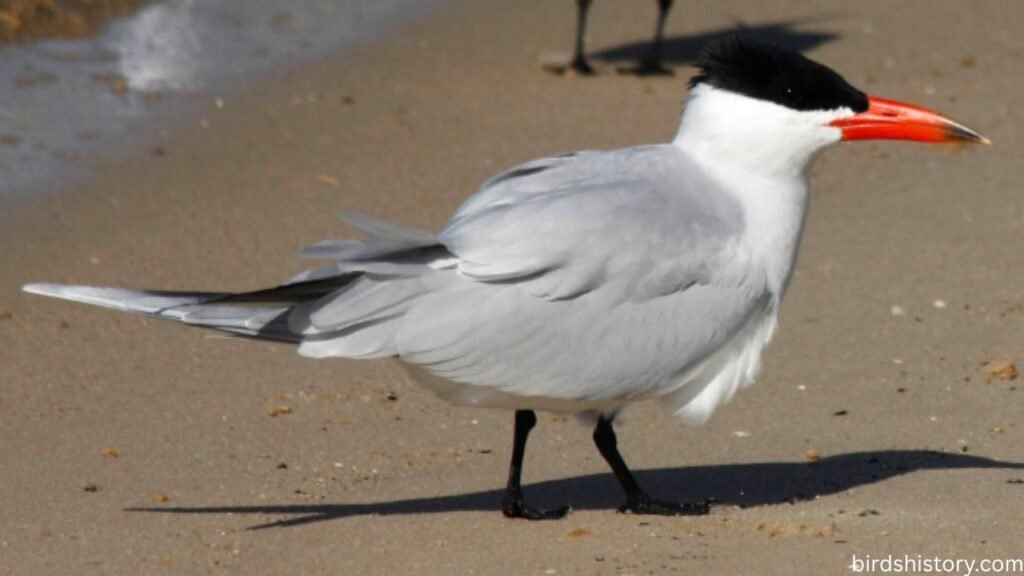 Caspian Tern