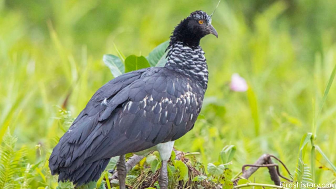 Horned Screamer