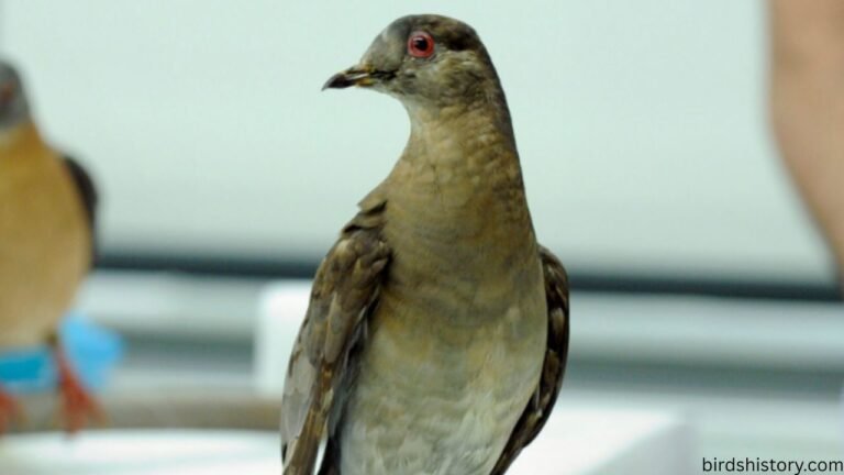 Passenger Pigeon