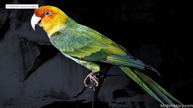 Carolina Parakeet