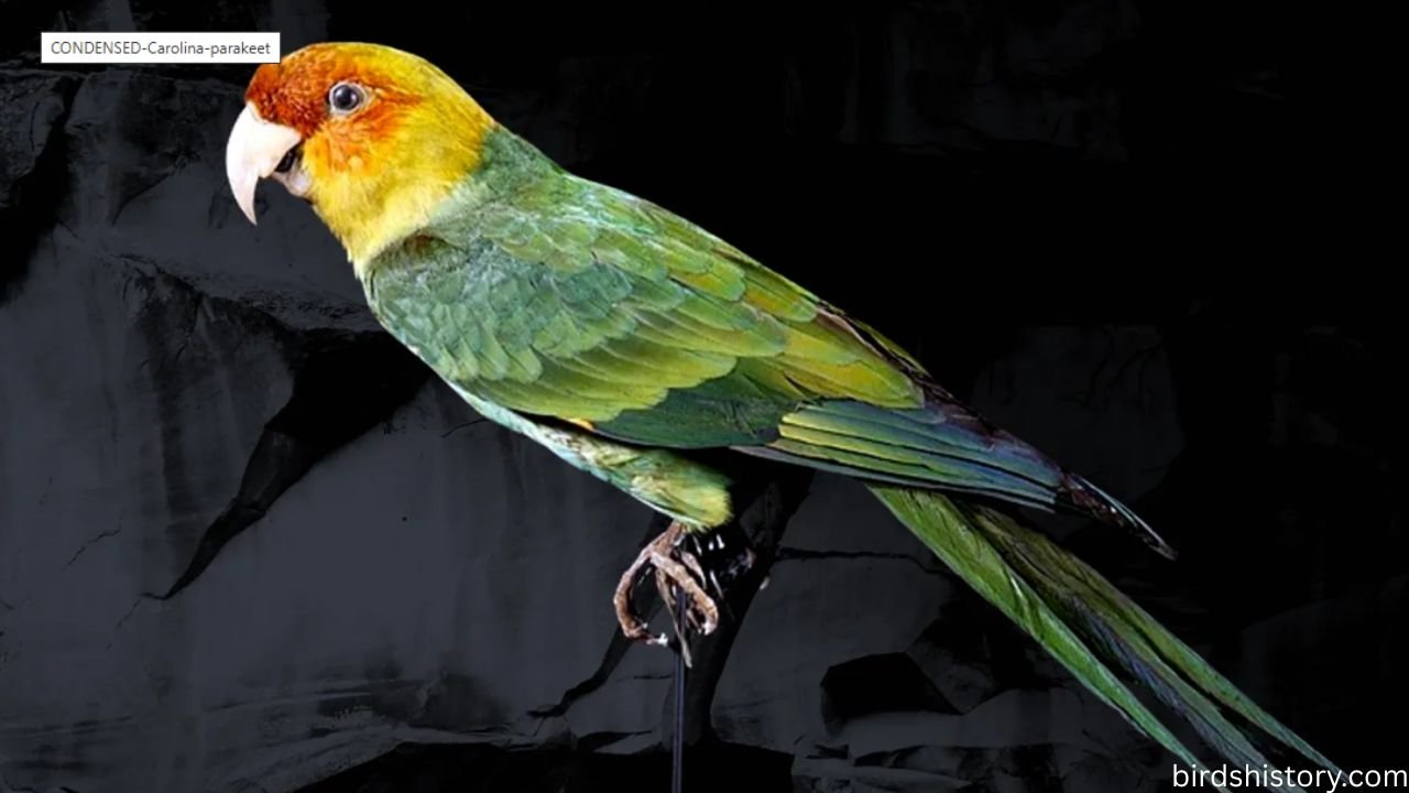Carolina Parakeet