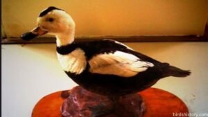Labrador Duck: Rare & Extinct Sea Duck of North America