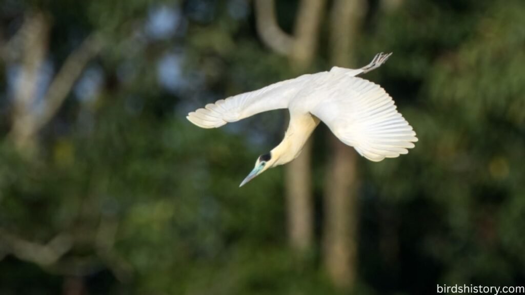 The Elegant Capped Heron
