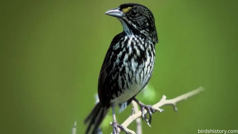 Seaside Sparrow