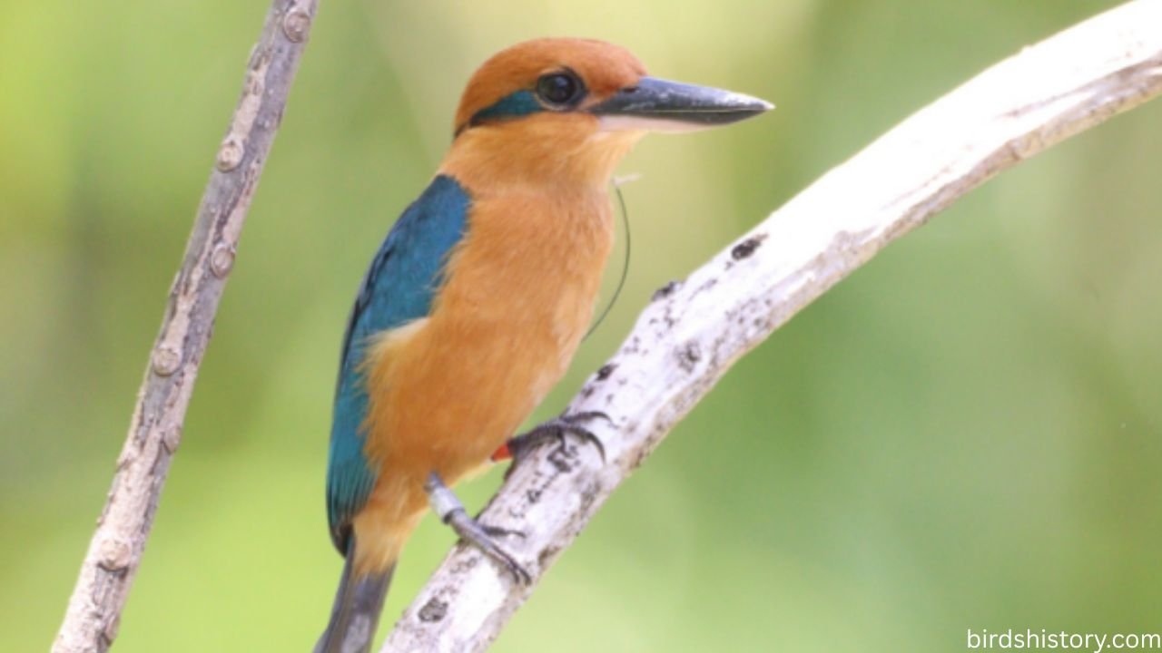 Guam Kingfisher