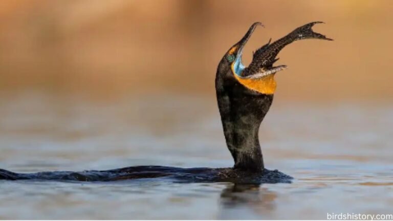 Pallas’s Cormorant