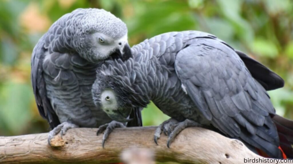 African Grey Parrot