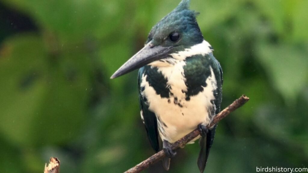 The Amazon Kingfisher