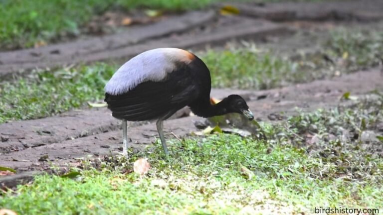 The Gray-Winged Trumpeter