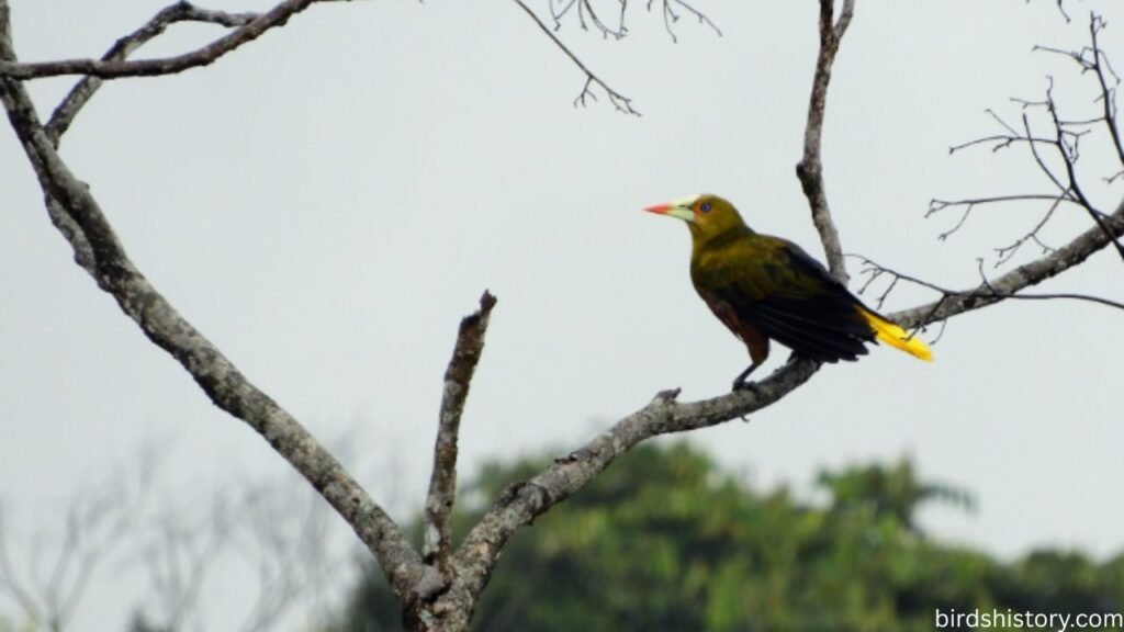 The Green Oropendola