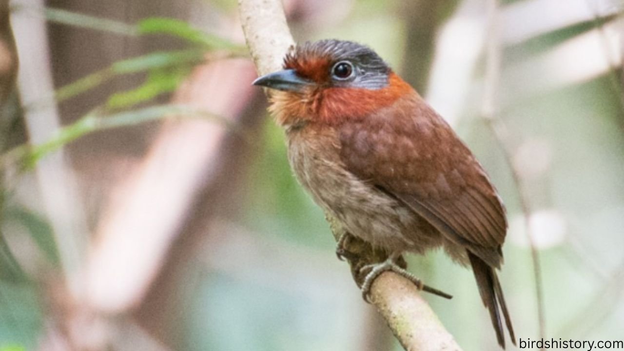 Rufous-necked Puffbird