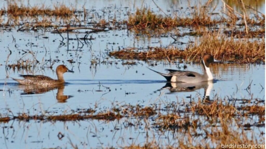 The Northern Pintail