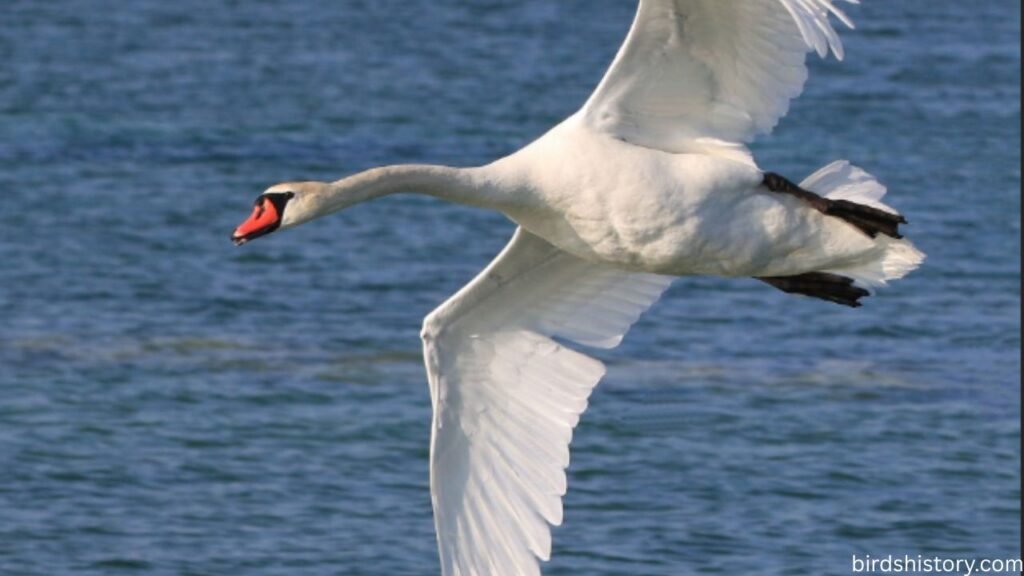 The Mute Swan