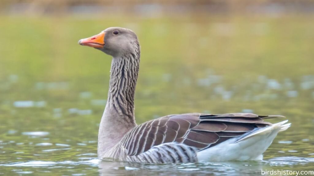 Greylag Goose