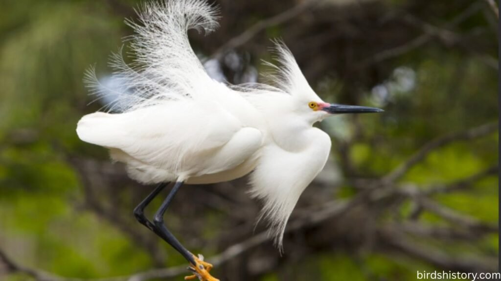 Snowy Egret