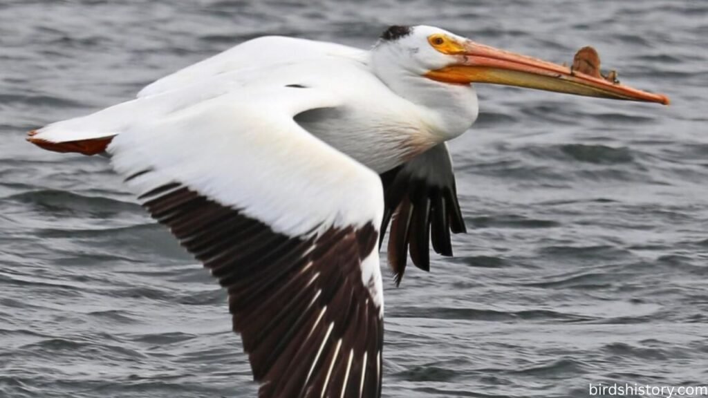 The American White Pelican