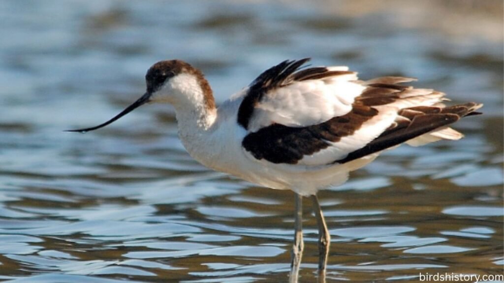 Pied Avocet