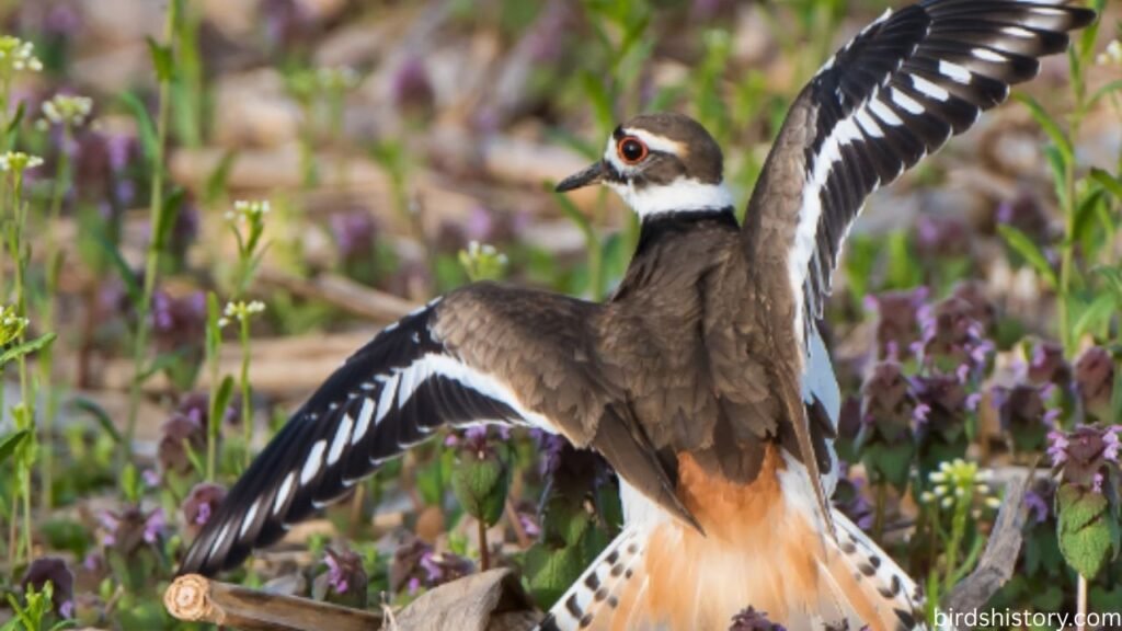 Killdeer