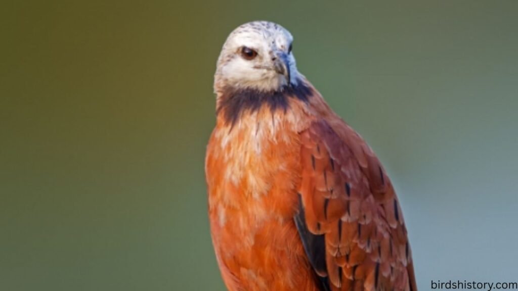 The Black Collared Hawk