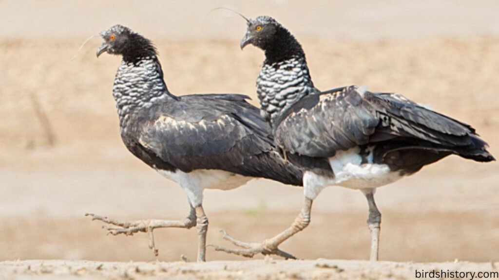 Horned Screamer