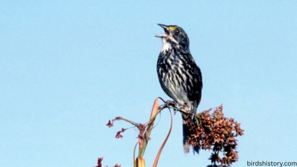 Seaside Sparrow