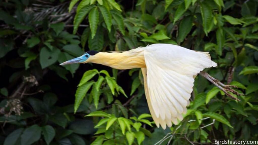 The Elegant Capped Heron