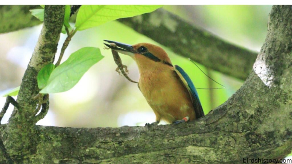 Guam Kingfisher