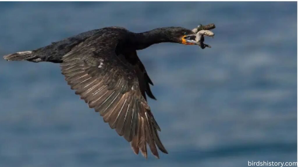 Pallas’s Cormorant