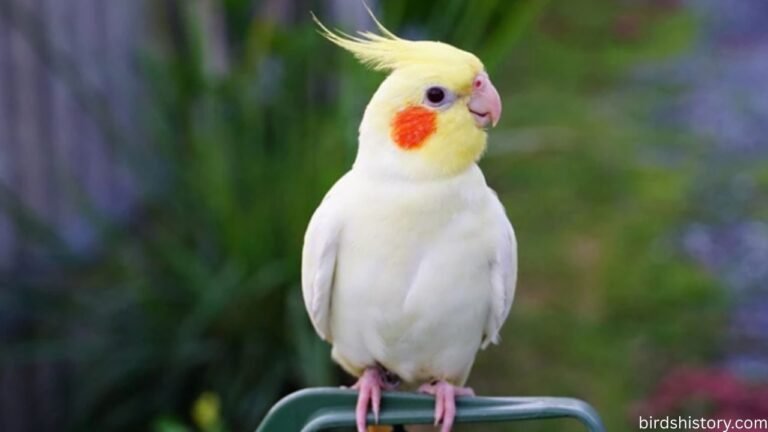 Cockatiel