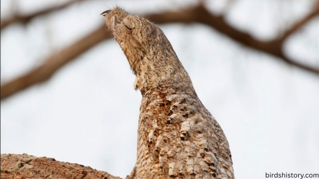 The Great Potoo