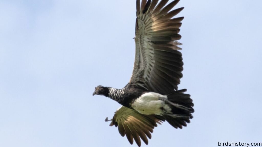 The Horned Screamer