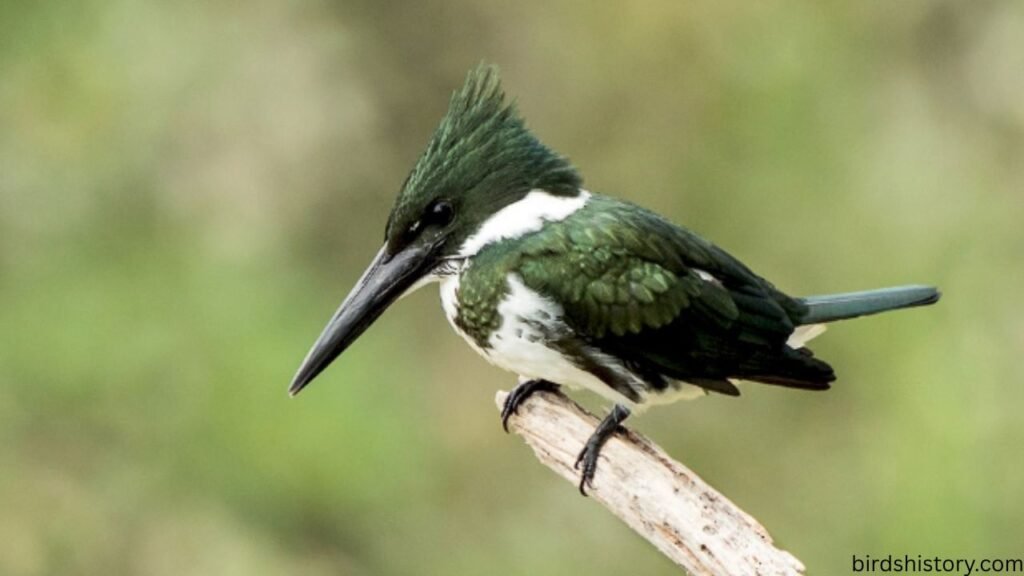 The Amazon Kingfisher