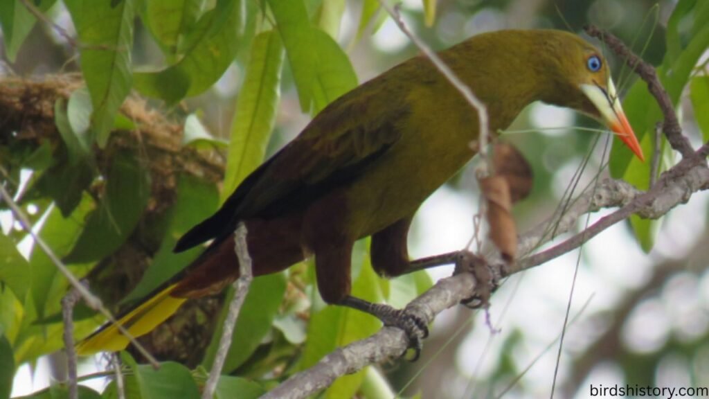 The Green Oropendola