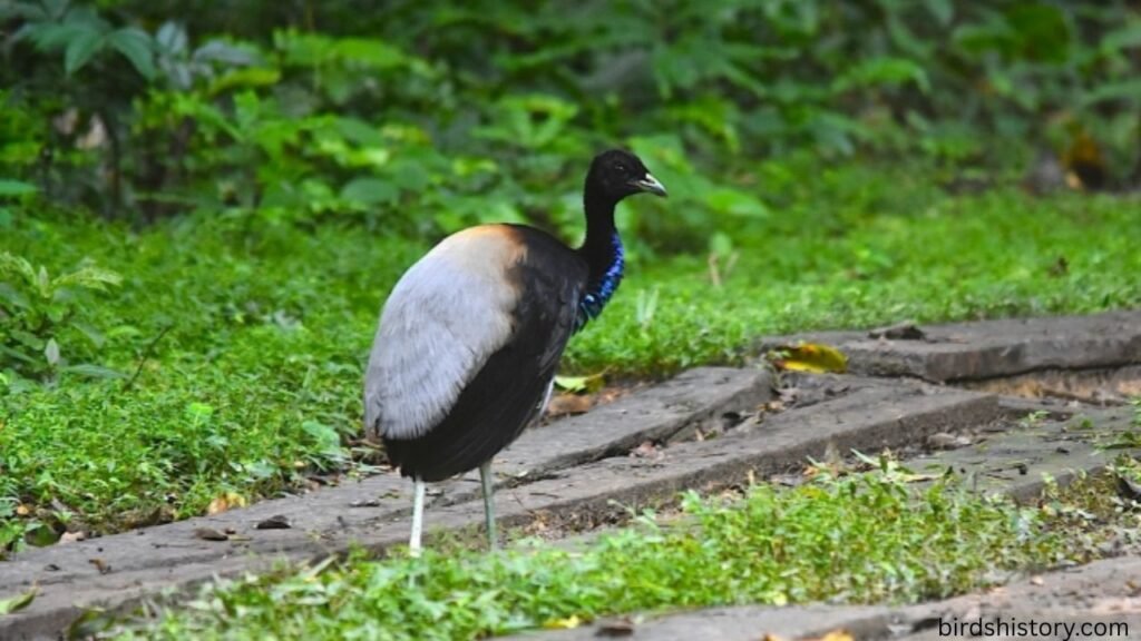 The Gray-Winged Trumpeter