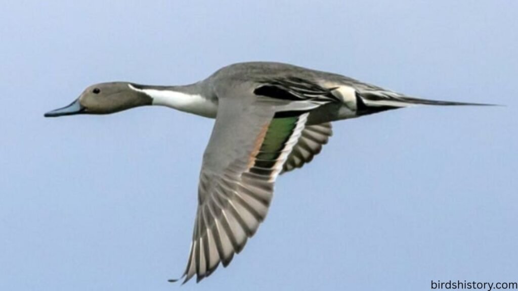 The Northern Pintail