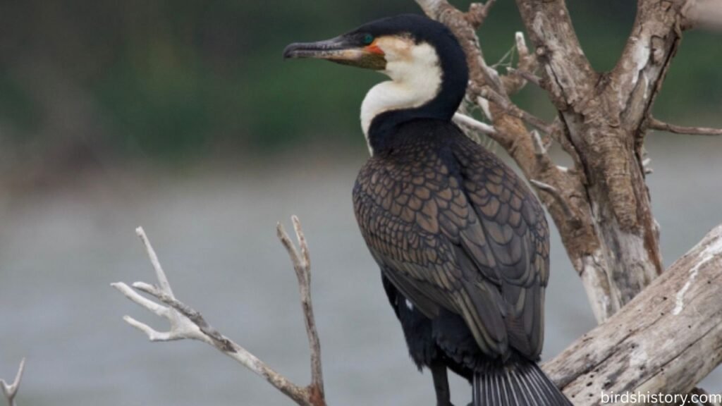 The Great Cormorant