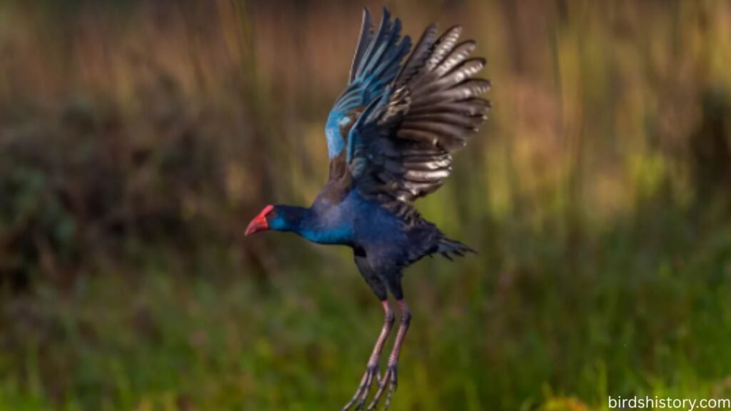 The Purple Swamphen