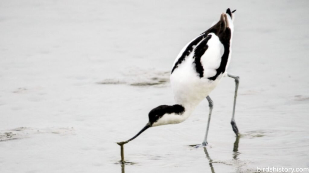 Pied Avocet