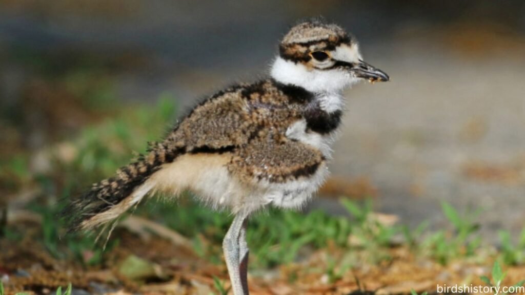 Killdeer