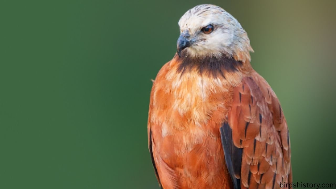 The Black Collared Hawk
